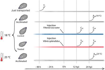 NMR Metabolite Profiles of the Bivalve Mollusc Mytilus galloprovincialis Before and After Immune Stimulation With Vibrio splendidus